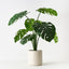 Monstera Plant in Oslo Pot
