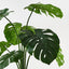 Monstera Plant in Oslo Pot
