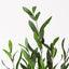6 x Olive Tree