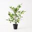 6 x Ficus Plant