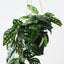 2 x Monstera Adansonii Hanging Plant