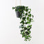2 x Syngonium Hanging Plant