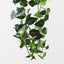 2 x Syngonium Hanging Plant