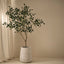 Ficus Tree