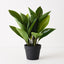 4 x Heliconia Leaf Plant