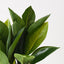 4 x Heliconia Leaf Plant
