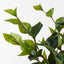 12 x Ficus Leaf Bundle