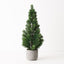 Tree Virginia Fir in pot