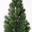Tree Virginia Fir in pot