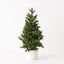 Tree Noble Fir in pot