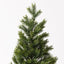 Tree Noble Fir in pot