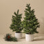 Tree Noble Fir in pot