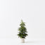 Norfolk Pine Tree in pot
