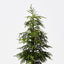 Norfolk Pine Tree in pot