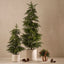 Norfolk Pine Tree in pot
