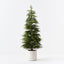 Norfolk Pine Tree in pot