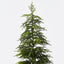 Norfolk Pine Tree in pot