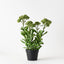 Sedum Plant
