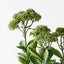 Sedum Plant