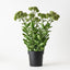Sedum Plant