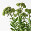 Sedum Plant