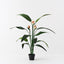 2 x Bird of Paradise Plant