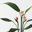 2 x Bird of Paradise Plant