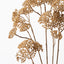 12 x Achillea Spray