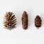 Pine Cone Mix in Box