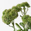 Sedum Plant