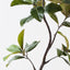 2 x Rubber Tree