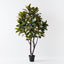 Rubber Tree