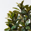 Rubber Tree
