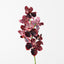 12 x Orchid Vanda