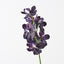 12 x Orchid Vanda