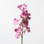 12 x Orchid Vanda