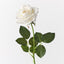 Kim Rose (Set of 12)