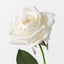 Kim Rose (Set of 12)