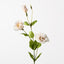 12 x Lisianthus