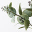 12 x Eucalyptus Seed Spray