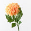 Pompon Dahlia (Set of 12)