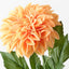 Pompon Dahlia (Set of 12)