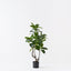 2 x Ficus Altissima Tree