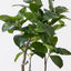 2 x Ficus Altissima Tree