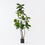 2 x Ficus Altissima Tree