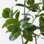 2 x Ficus Altissima Tree