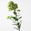 6 x Sedum Flower Spray