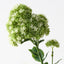 6 x Sedum Flower Spray