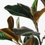 12 x Magnolia Leaf Spray