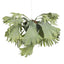 Fern Staghorn Ball Hanging